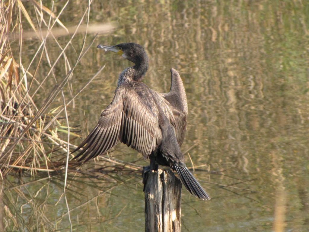 Giovane cormorano